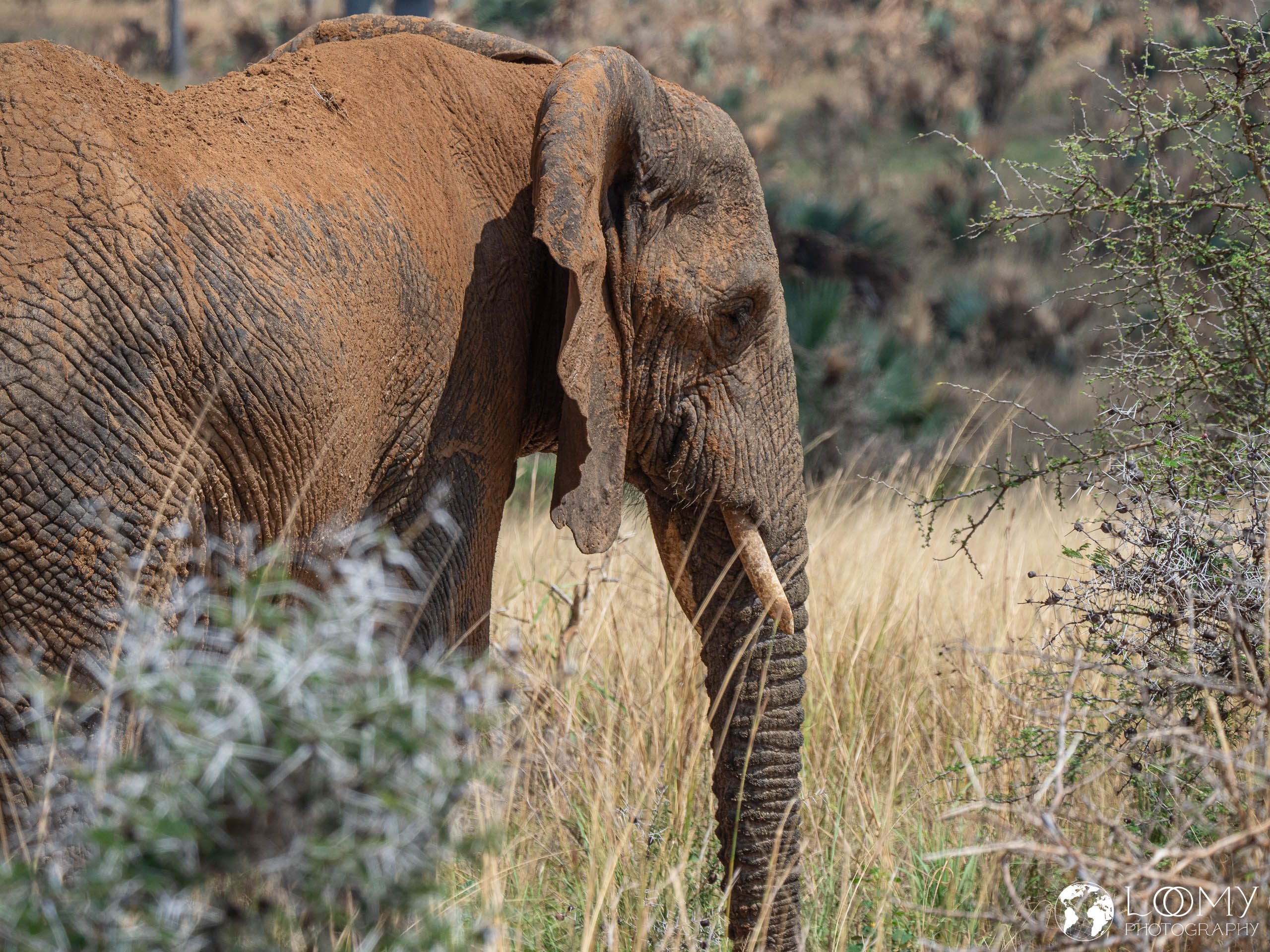 Elefant