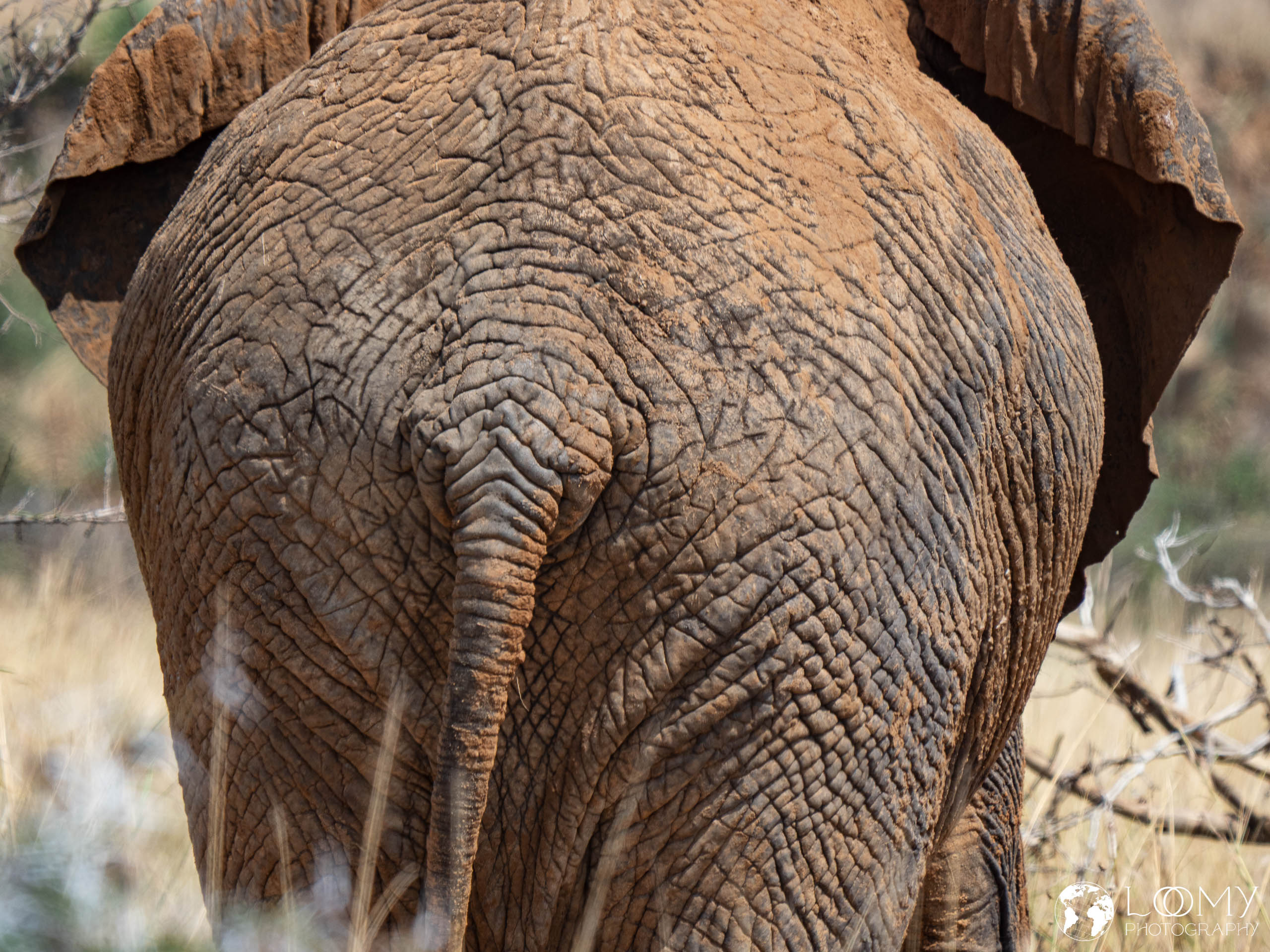 Elefant