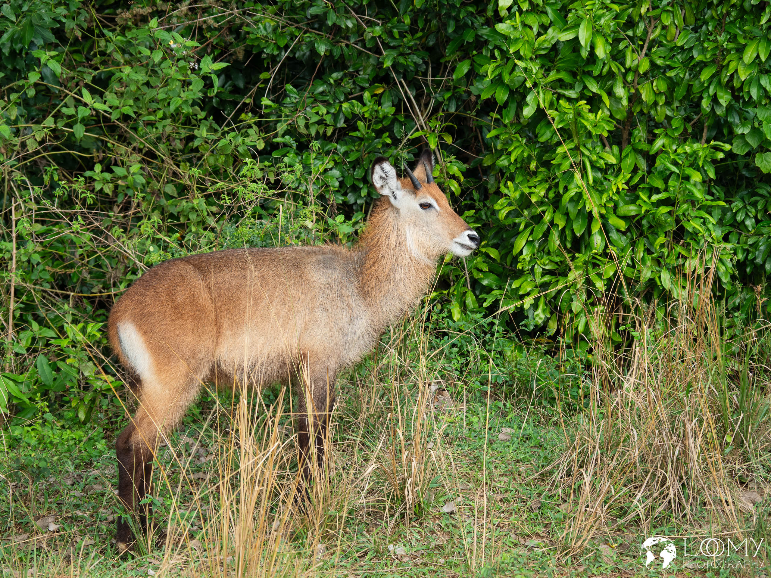 Wasserbock