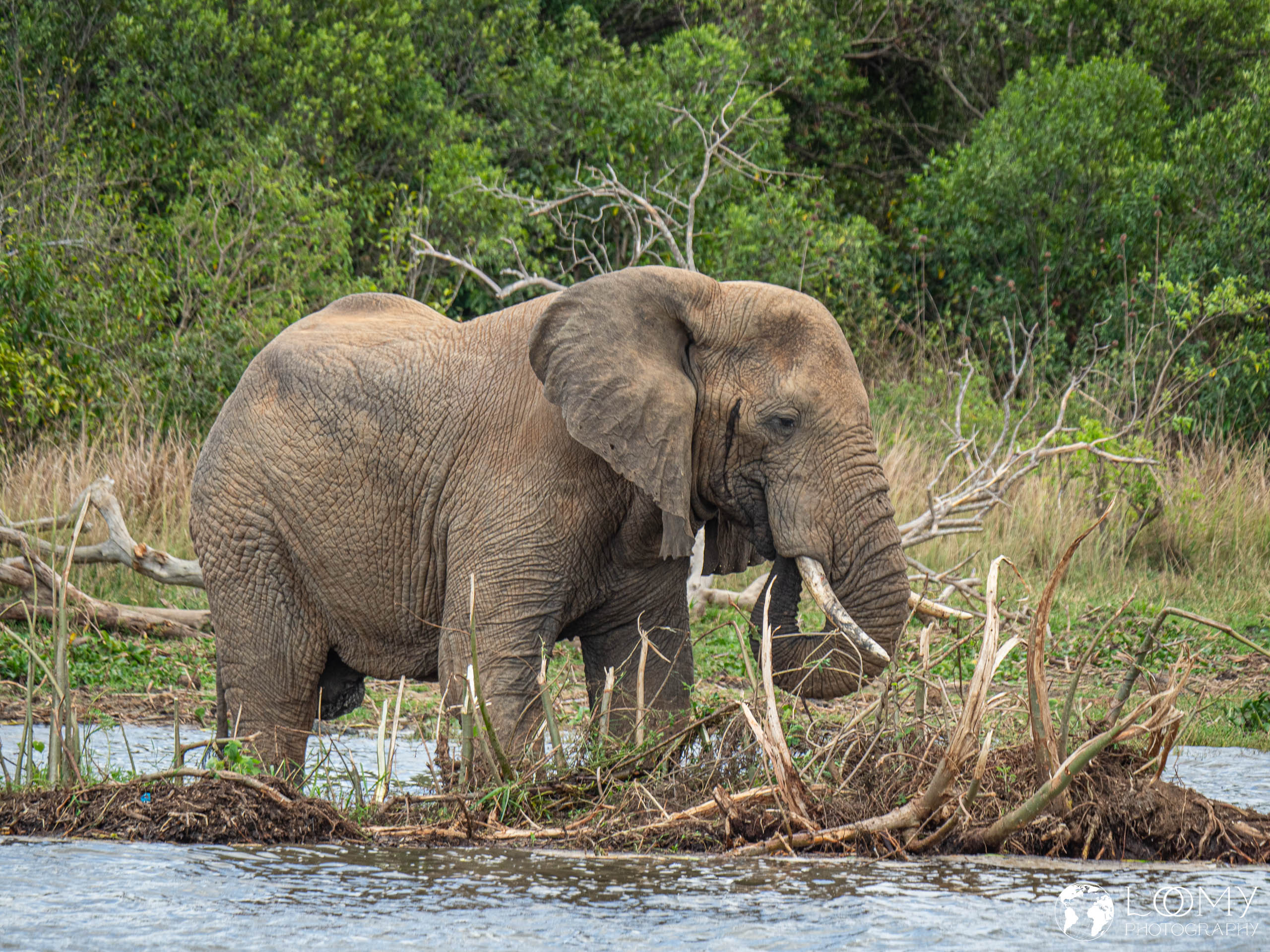 Elefant