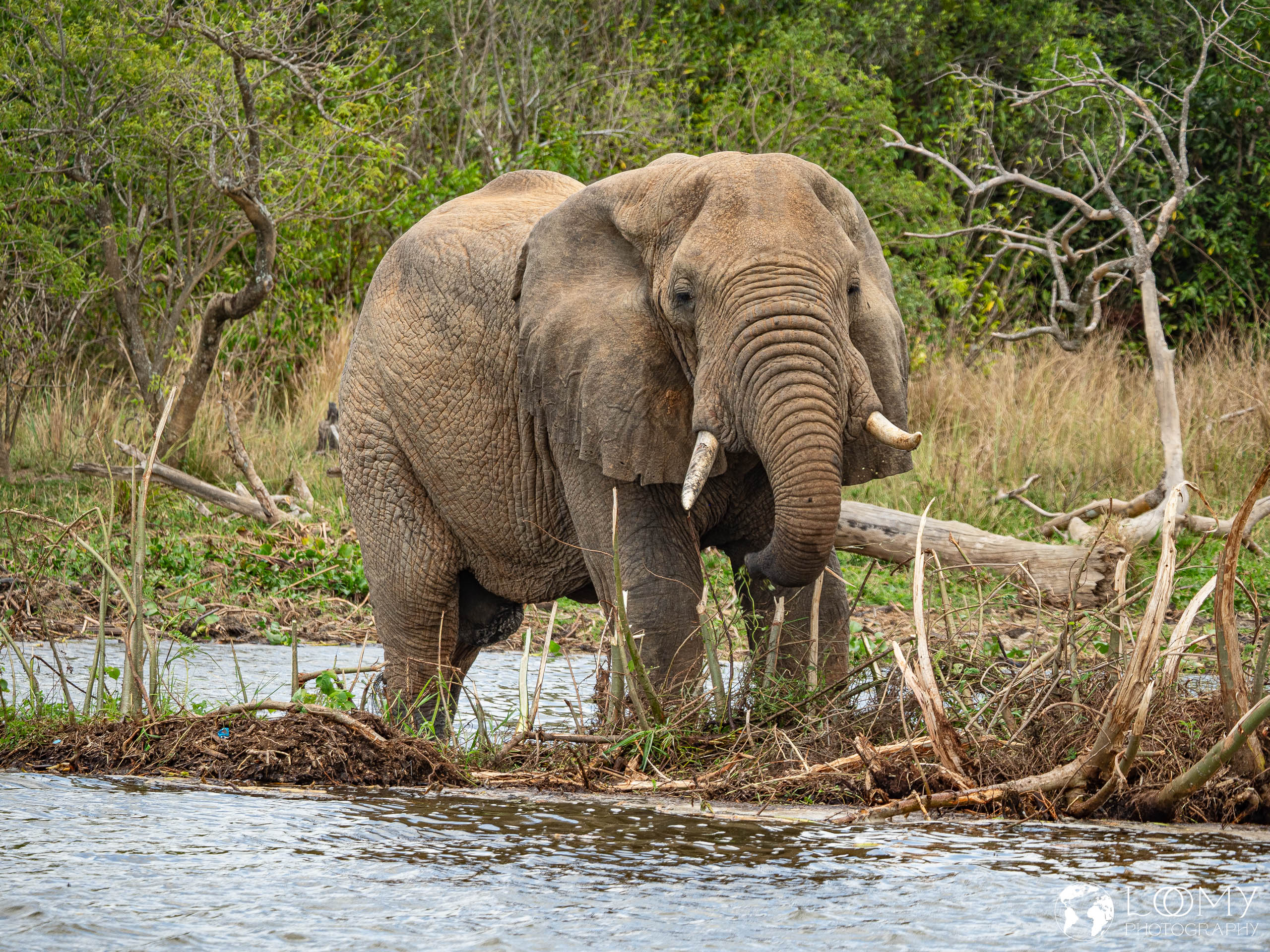Elefant