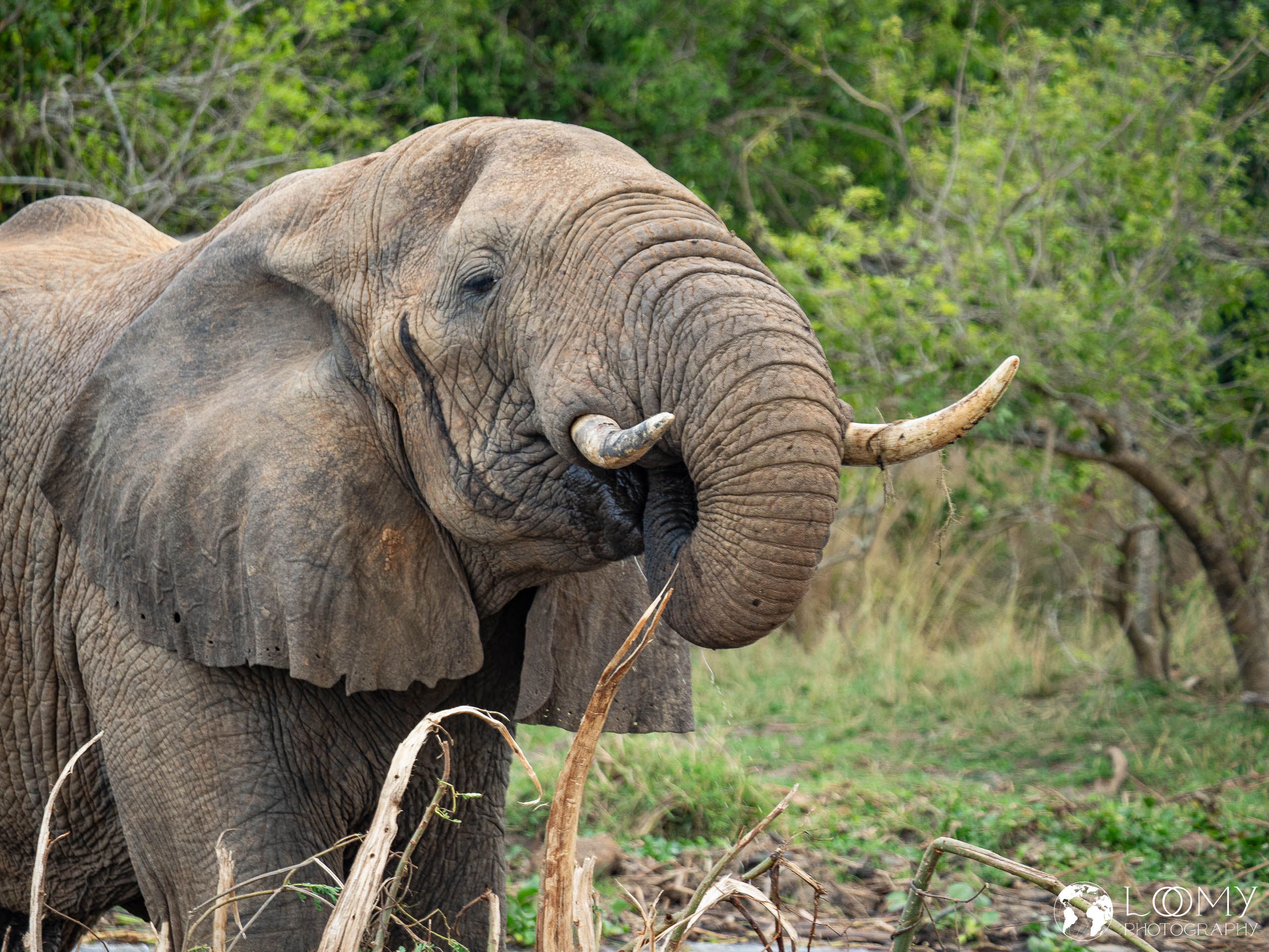 Elefant