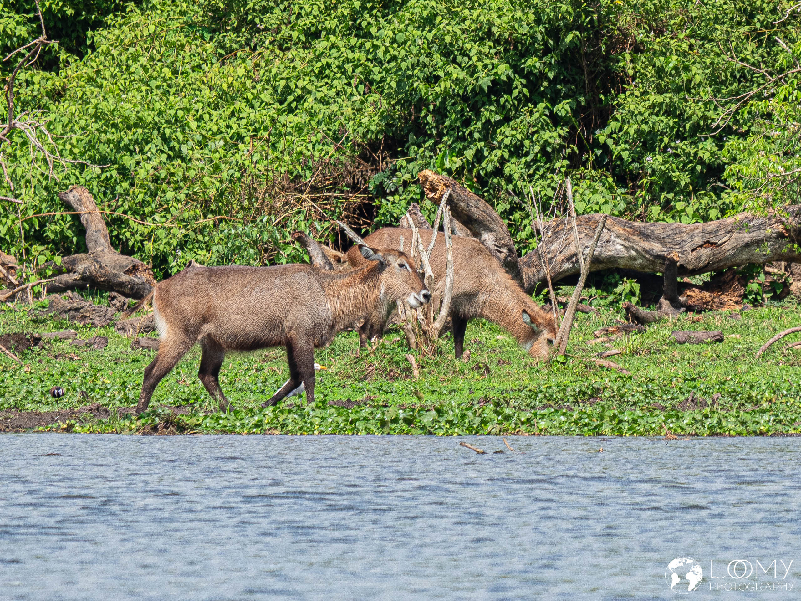 Wasserbock