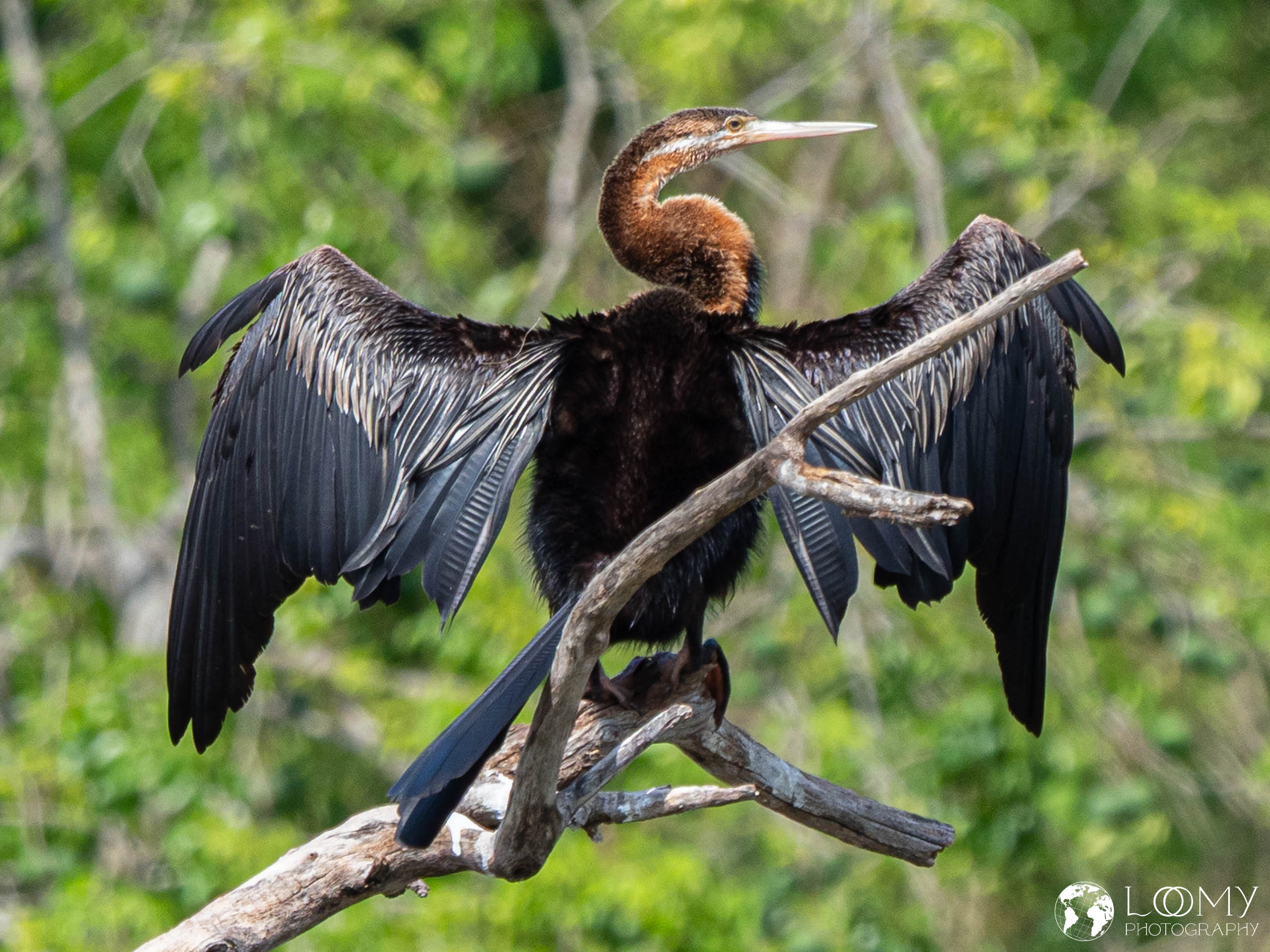 Schlangenhalsvogel
