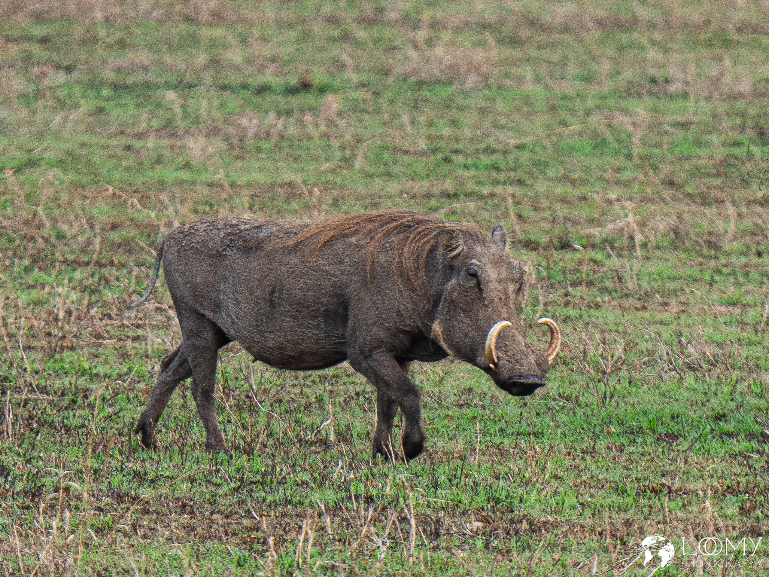 Warzenschwein