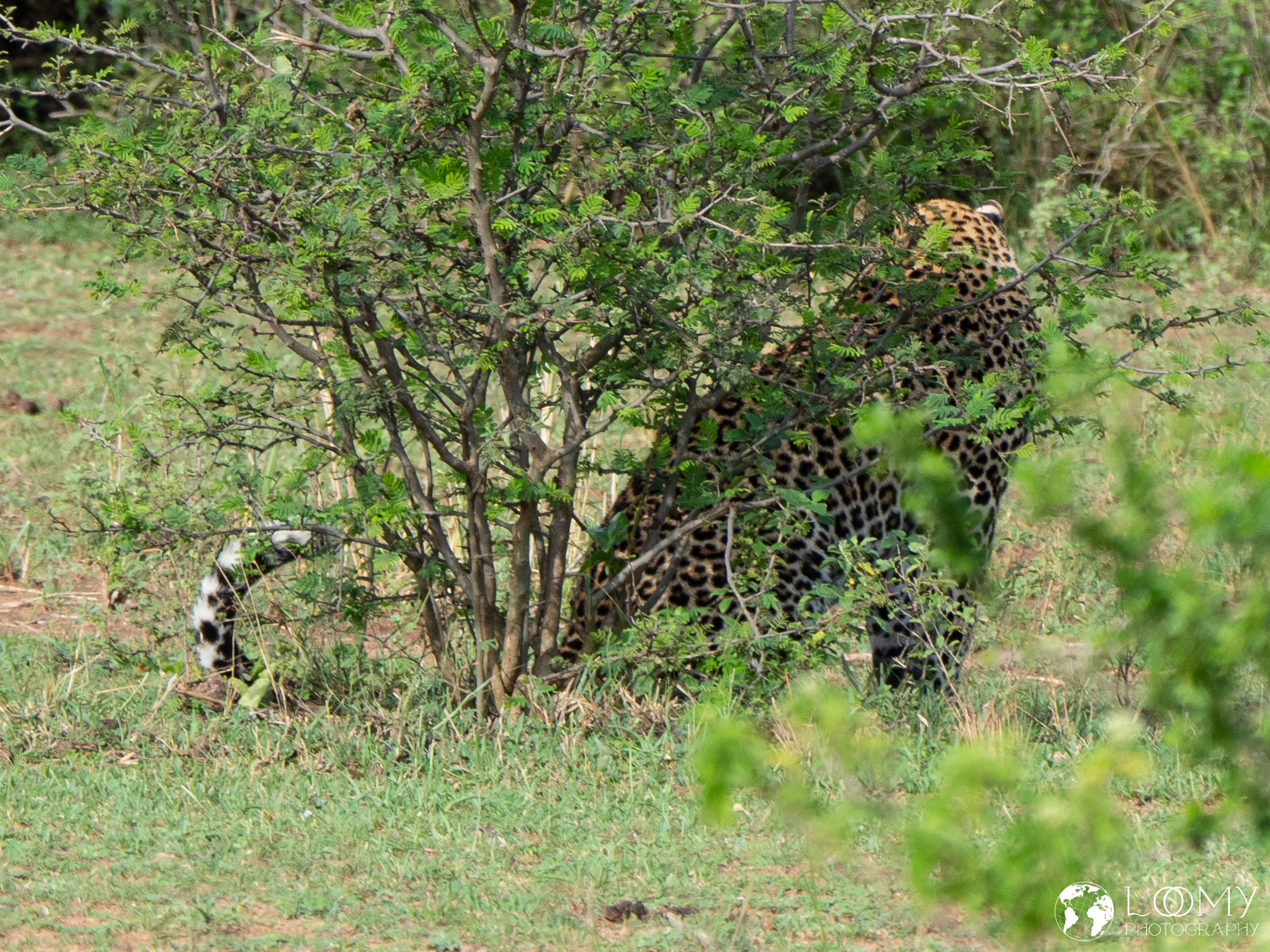 Leopard