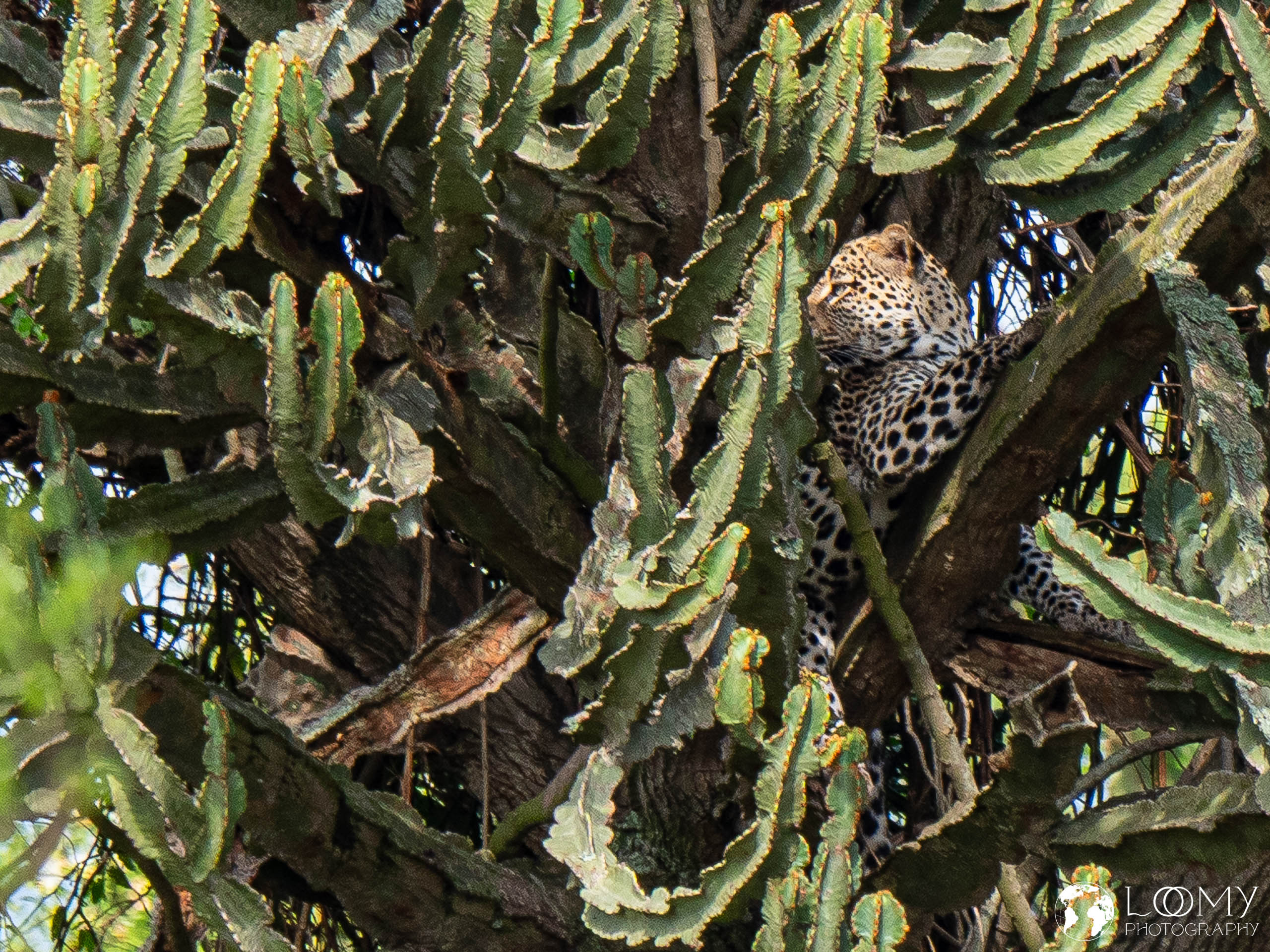 Leopard