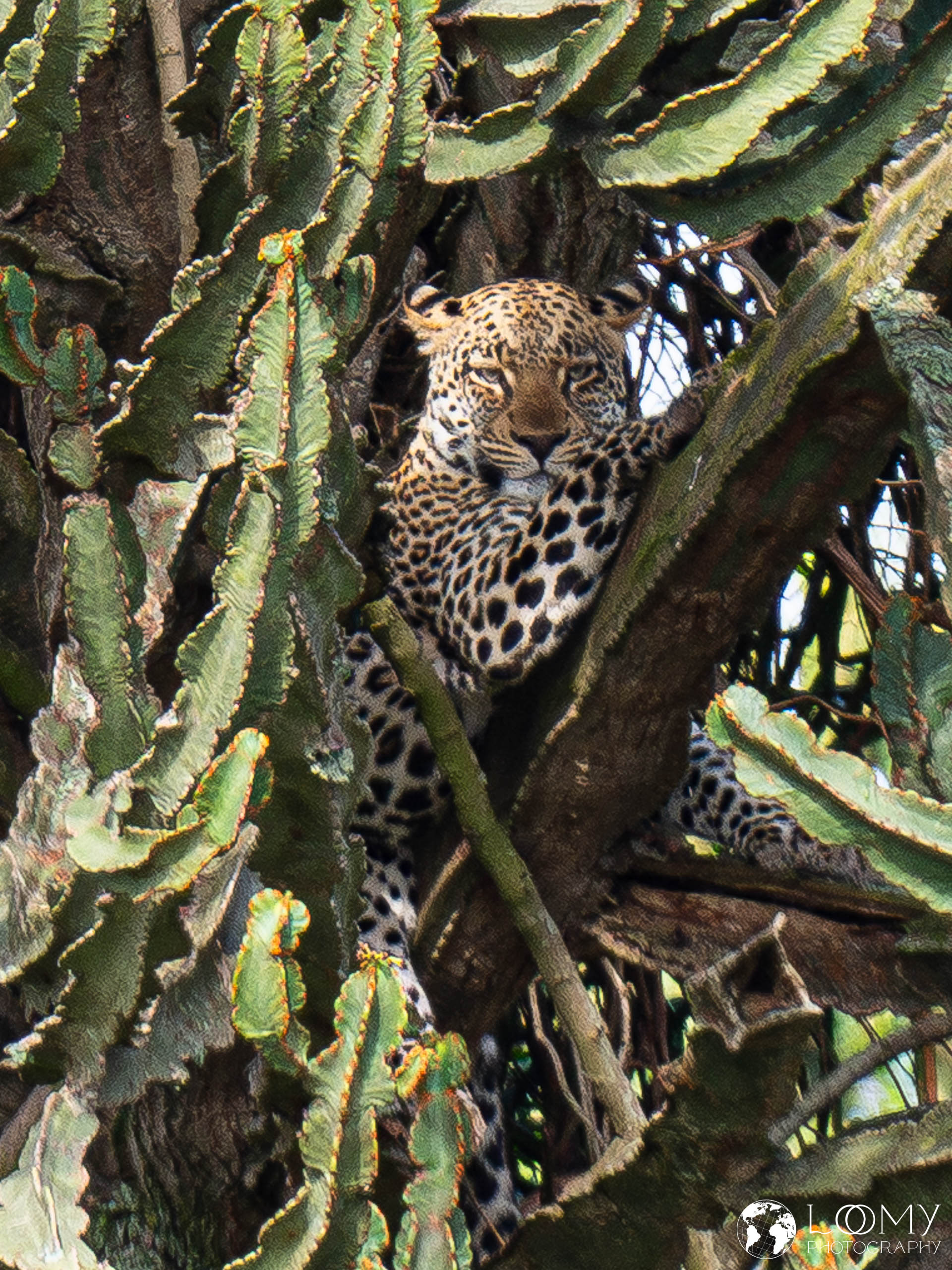 Leopard