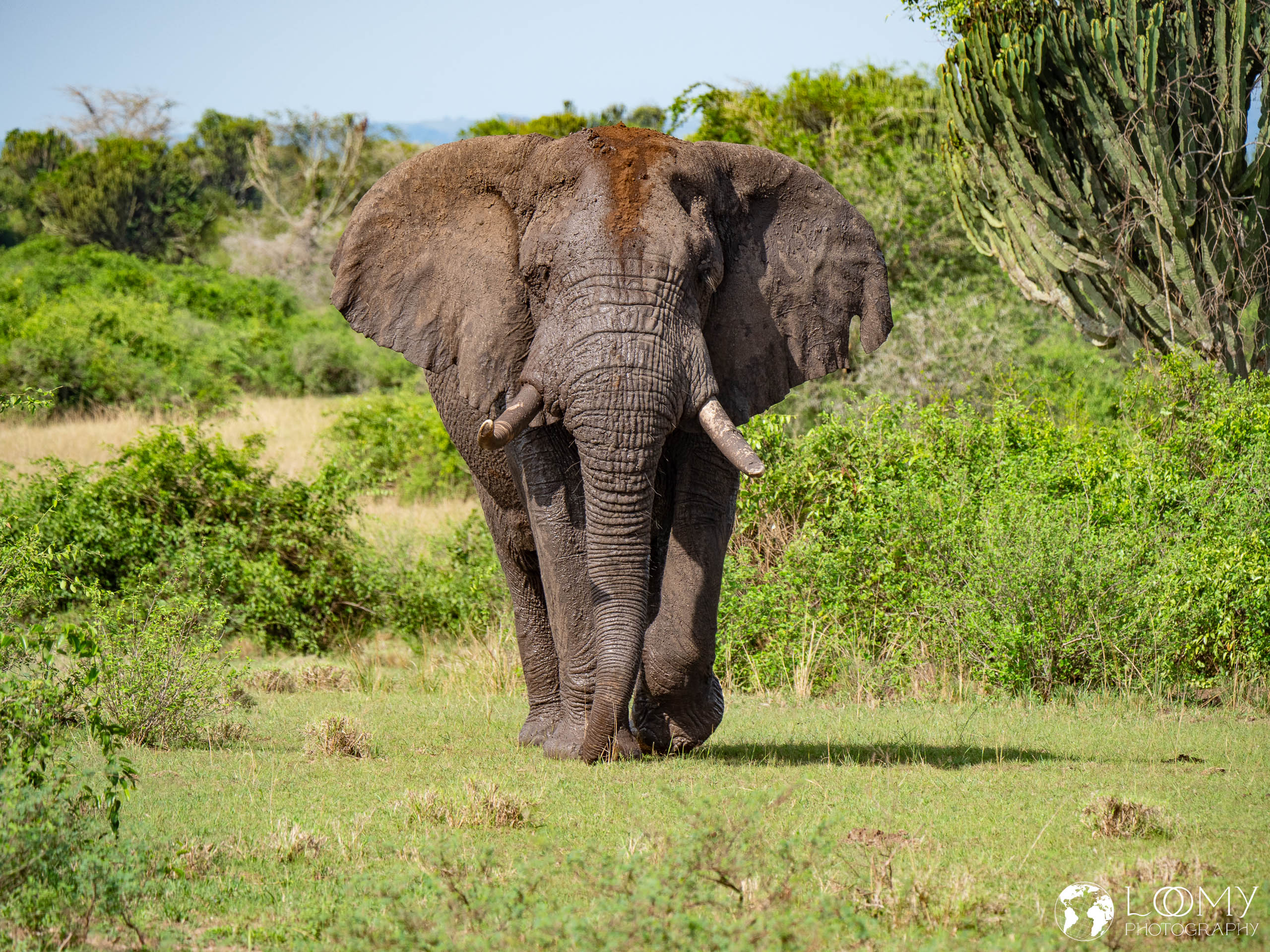 Elefant