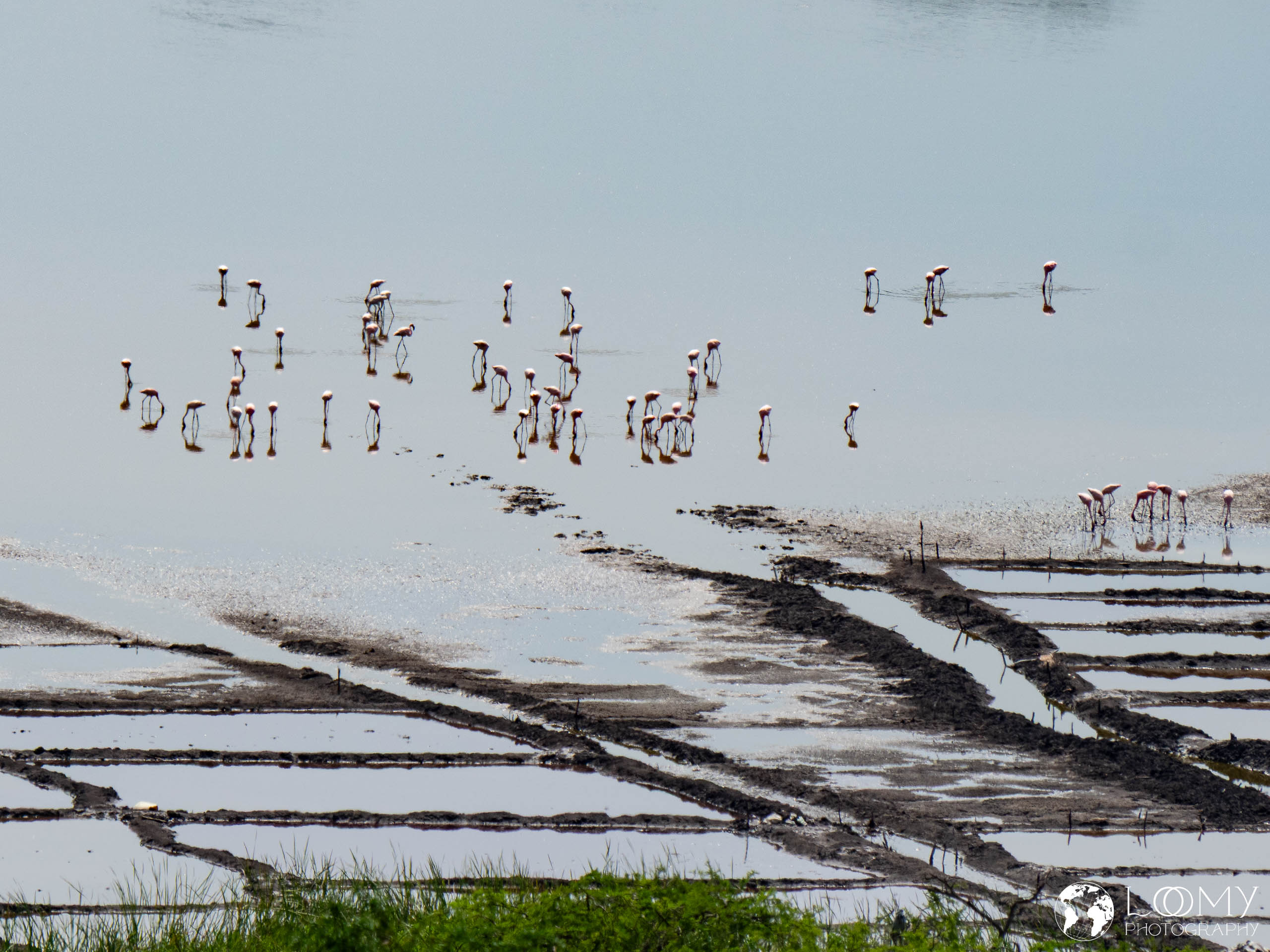 Flamingos