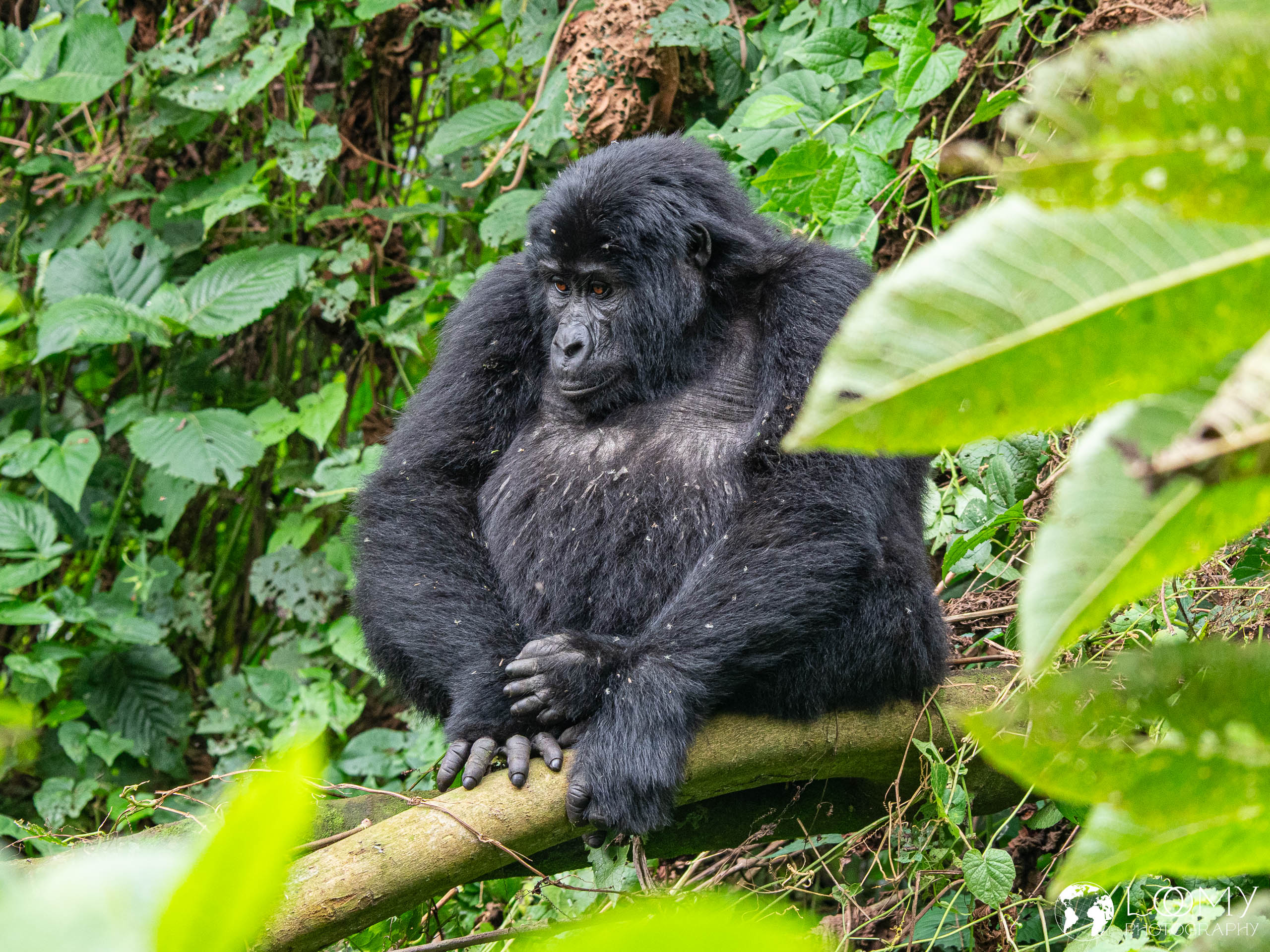 Berggorilla