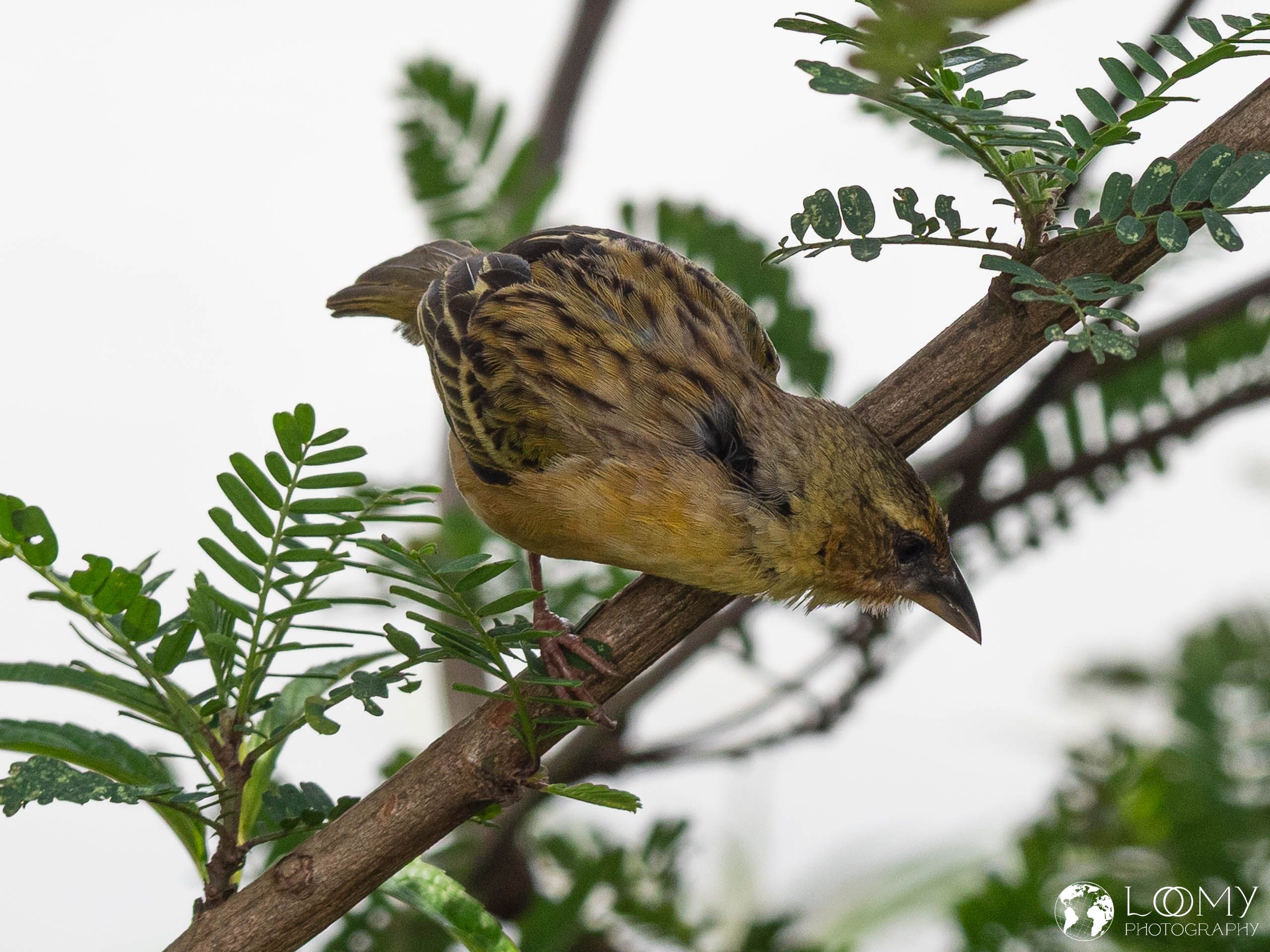Webervogel