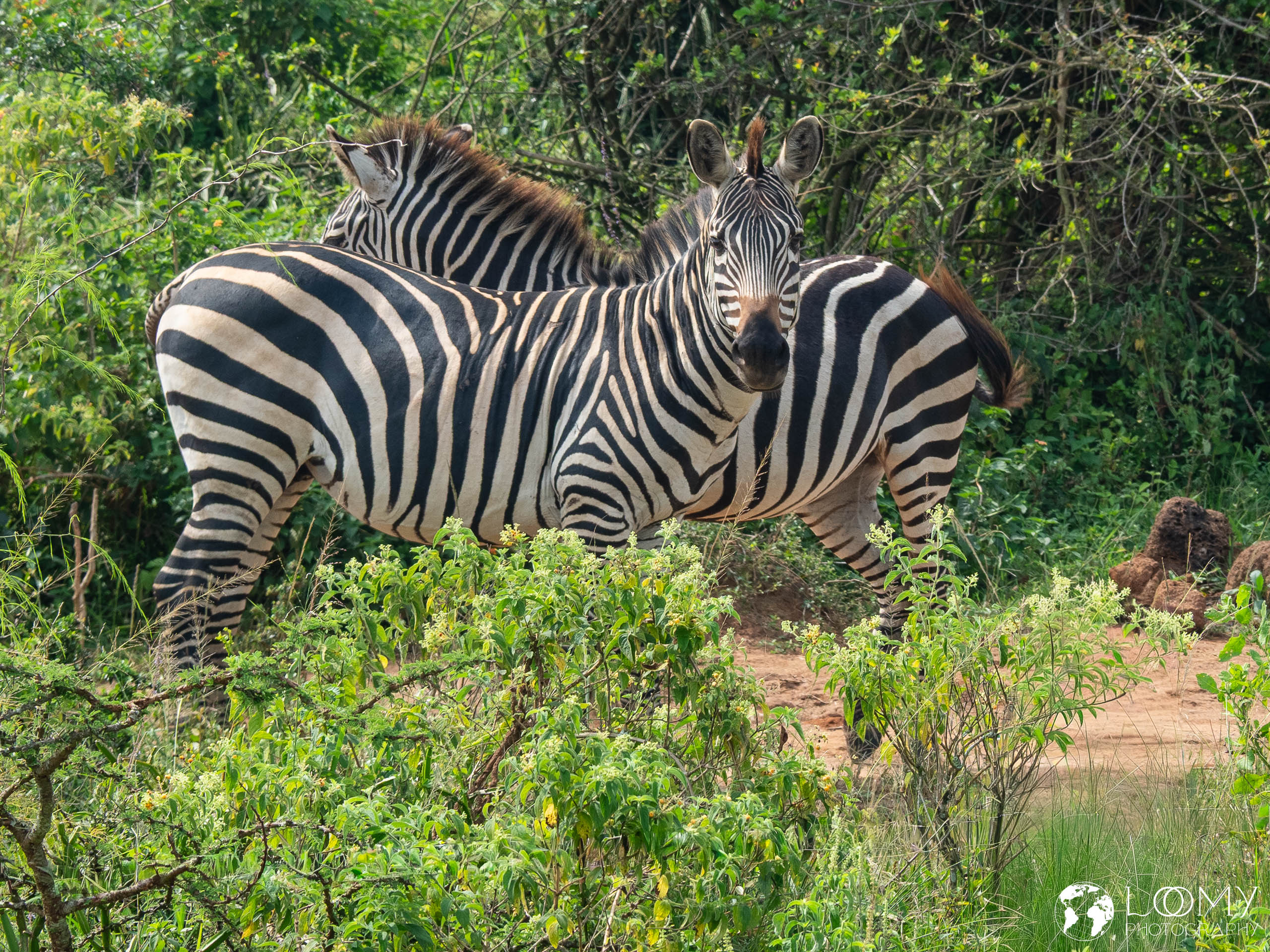 Zebra