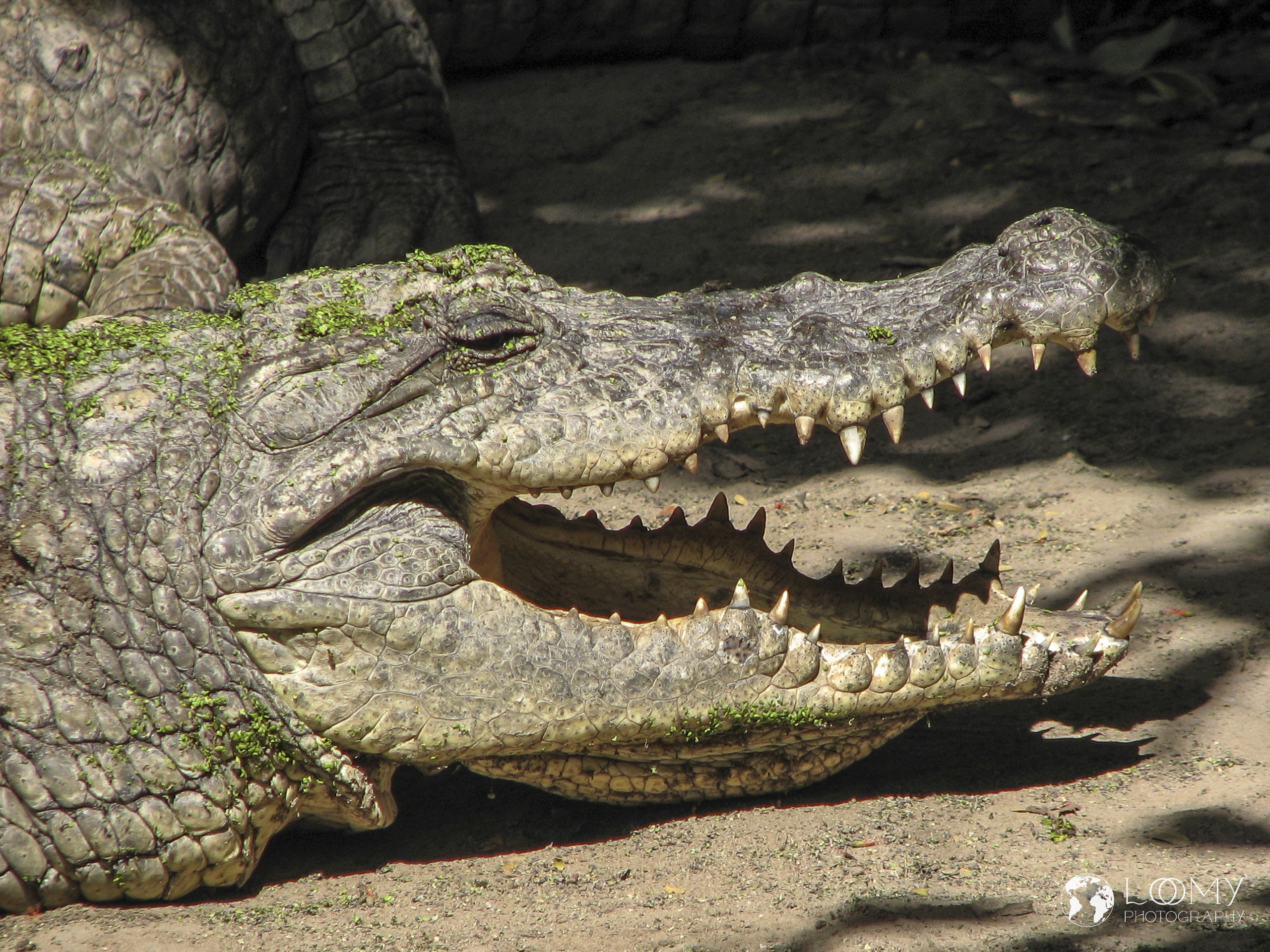 Krokodil